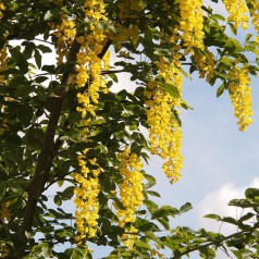 Adams Guldregn 80 cm. stamme - Laburnocytisus adamii