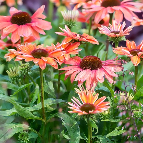 Purpursolhat Flamingo - Echinacea purpurea Flamingo