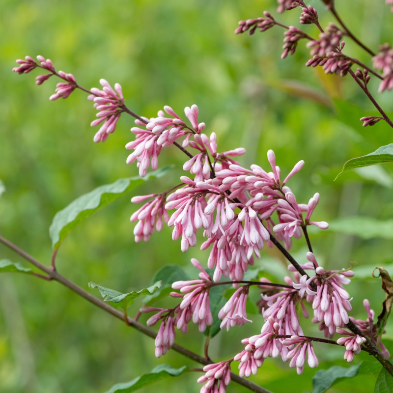 Hængesyren 50-80 cm. - 10 stk. barrodsplanter - Syringa reflexa