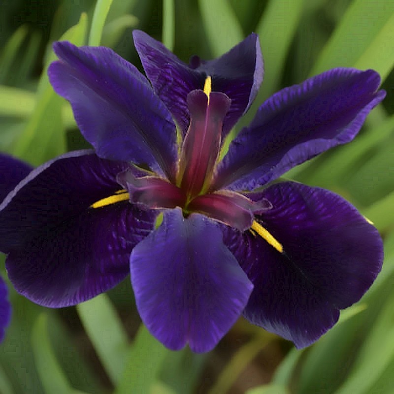 Iris Black Gamecock - Iris Louisiana Black Gamecock