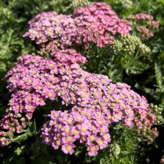 Røllike Milly Rock® Pink - Achillea millefolium Milly Rock Pink