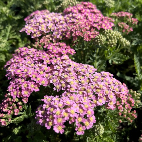 Røllike Milly Rock® Pink - Achillea millefolium Milly Rock Pink