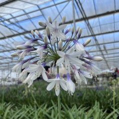 Skærmlilje Fireworks - Agapanthus hybrid Fireworks