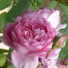 Rose Alan Titchmarsh / Engelsk Rose