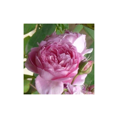 Rose Alan Titchmarsh / Engelsk Rose