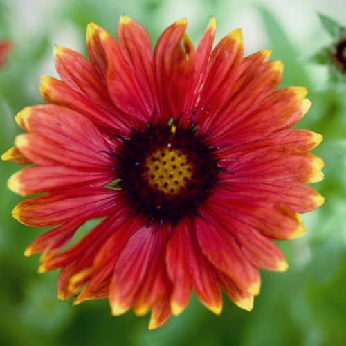 Kokardeblomst Tokayer - Gaillardia hybrida Tokayer