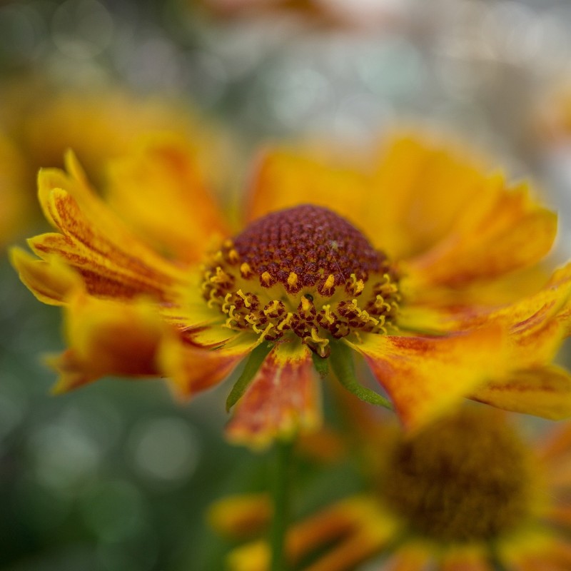 Solbrud Monique - Helenium UFO Monique