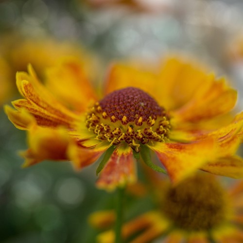 Solbrud Monique - Helenium UFO Monique