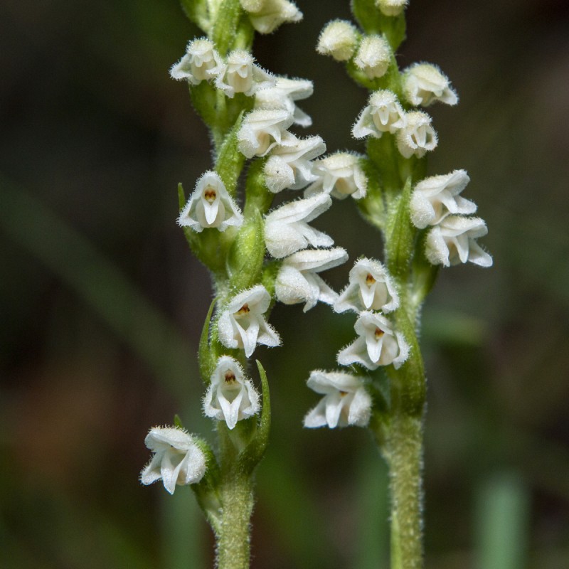 Haveorkide Chadd's Ford - Spiranthes cernua Chadd's Ford