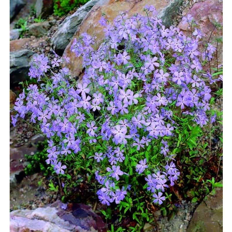 Krybende Floks Blue Ridge - Phlox stolonifera Blue Ridge