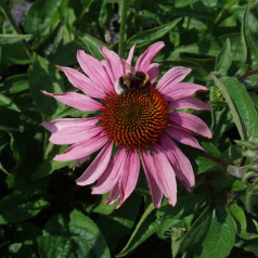 Purpursolhat Magnus - Echinacea purpurea Magnus