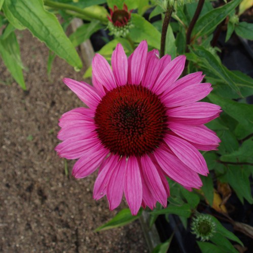 Purpursolhat Magnus - Echinacea purpurea Magnus