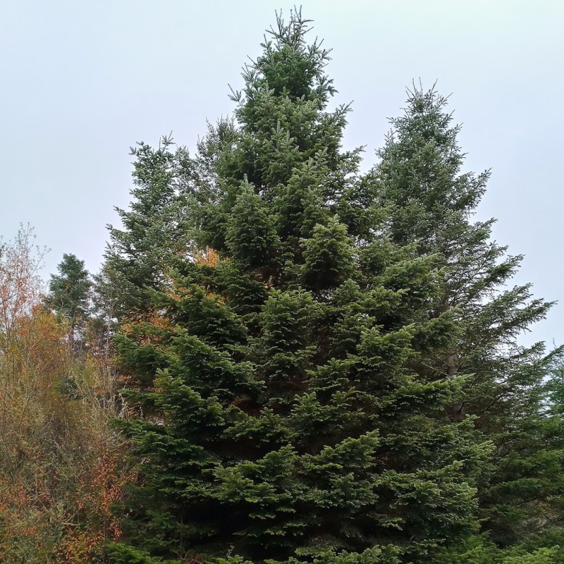 Kæmpegran 20-50 cm. - Bundt med 10 stk. barrodsplanter - Abies grandis