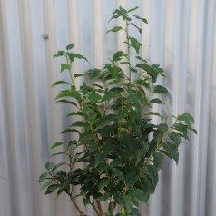 Portugisisk Laurbærkirsebær Angustifolia 30-40 cm. - Bundt Med 10 Stk. Barrods hækplanter - Prunus lusitanica Angustifolia