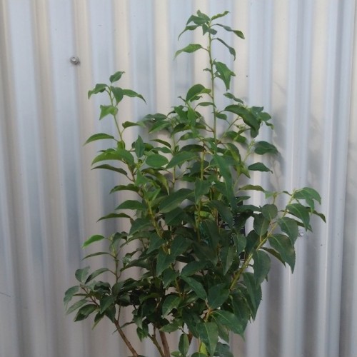 Portugisisk Laurbærkirsebær Angustifolia 30-40 cm. - Bundt Med 10 Stk. Barrods hækplanter - Prunus lusitanica Angustifolia