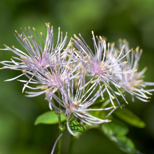 Dværg frøstjerne - Thalictrum kiusianum