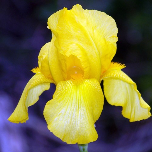 Dværgiris Orange Caper - Iris pumila Orange Caper