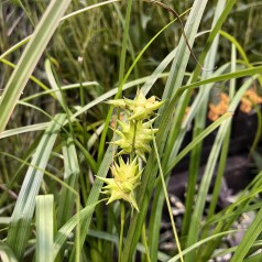 Morgenstjernestar - Carex grayi