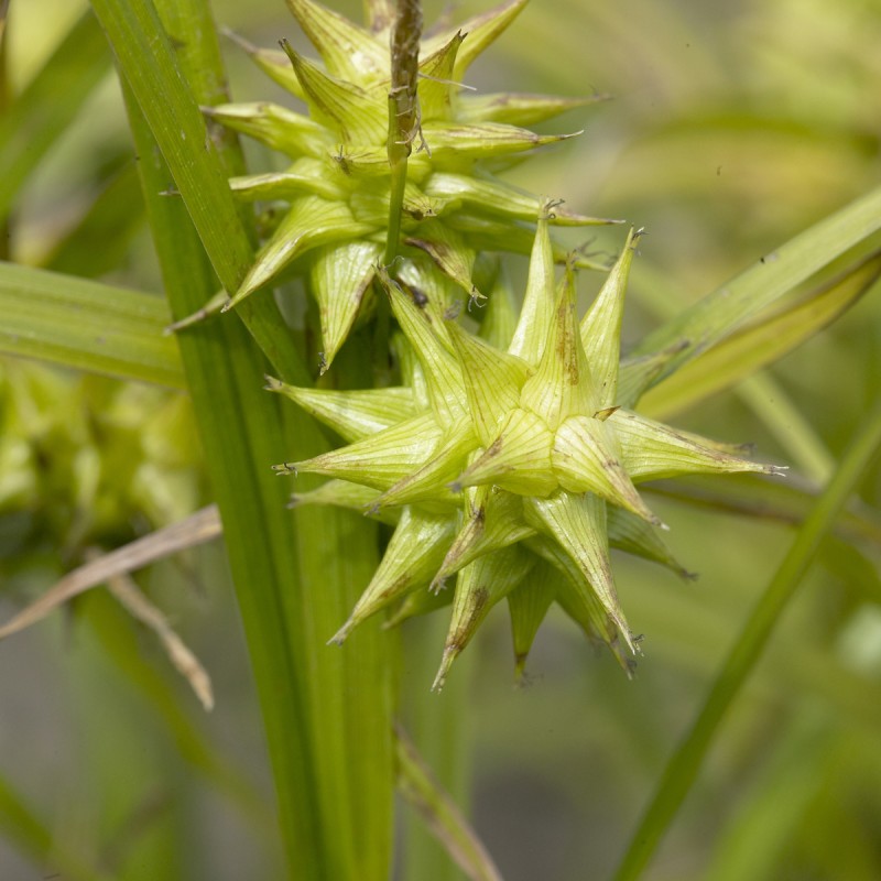 Morgenstjernestar - Carex grayi