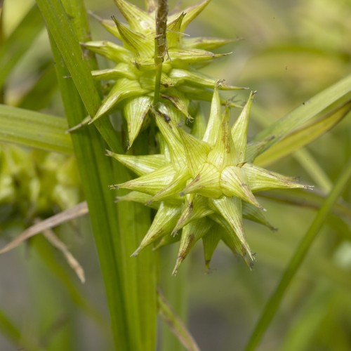 Morgenstjernestar - Carex grayi