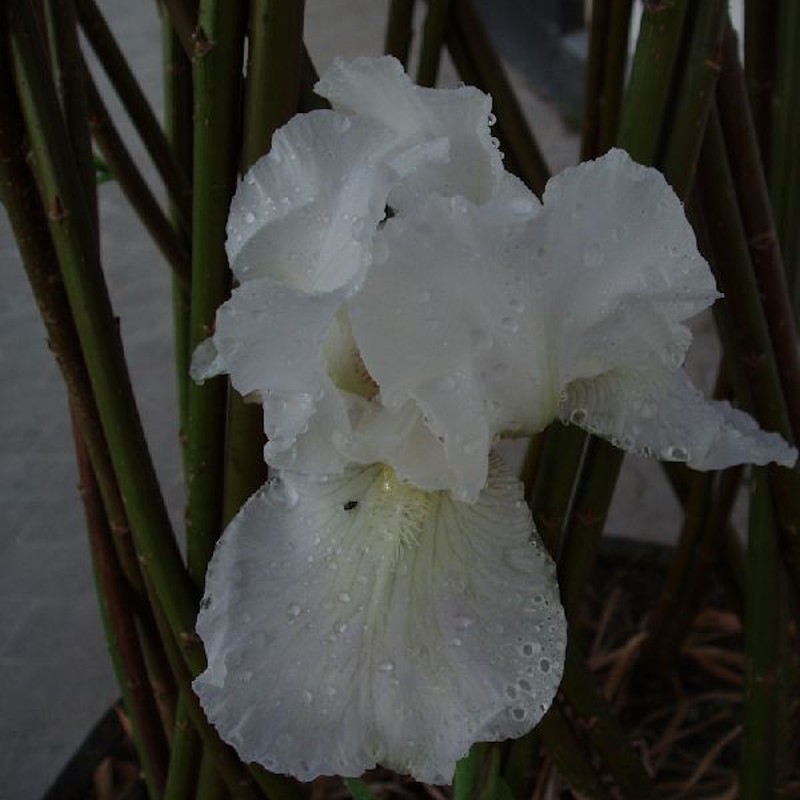 Iris germanica Immortality