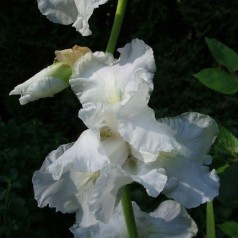 Iris germanica Immortality