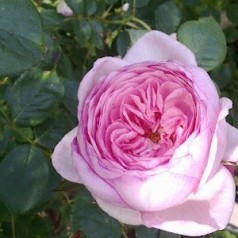 Rose Geoff Hamilton / Engelsk Rose