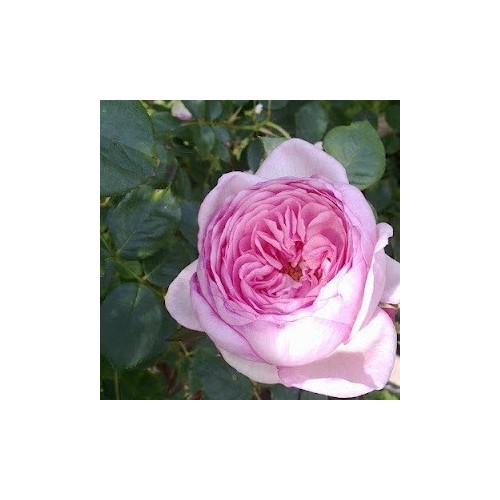 Rose Geoff Hamilton / Engelsk Rose