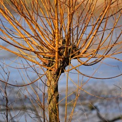 Gylden pil 80-120 cm. - 25 stk. barrodsplanter - Salix alba Vitellina