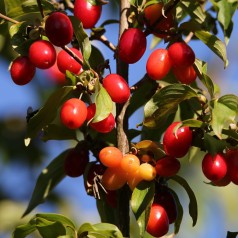 Kirsebærkornel 30-60 cm. - Cornus mas