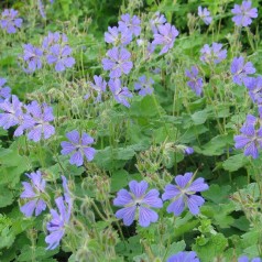 Storkenæb Philippe Vapelle - Geranium renardii Philippe Vapelle