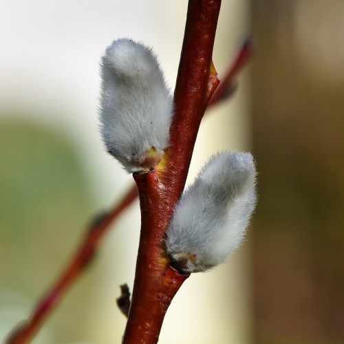 Dugpil 80-120 cm. - Bundt Med 10 Stk. Barrodsplanter - Salix daphnoides