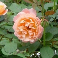 Rose Lady Emma Hamilton / Engelsk Rose