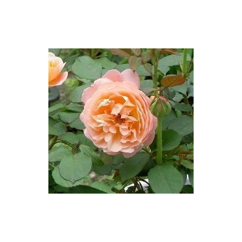 Rose Lady Emma Hamilton / Engelsk Rose