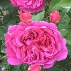 Rose Lady of Megginch / Engelsk Rose