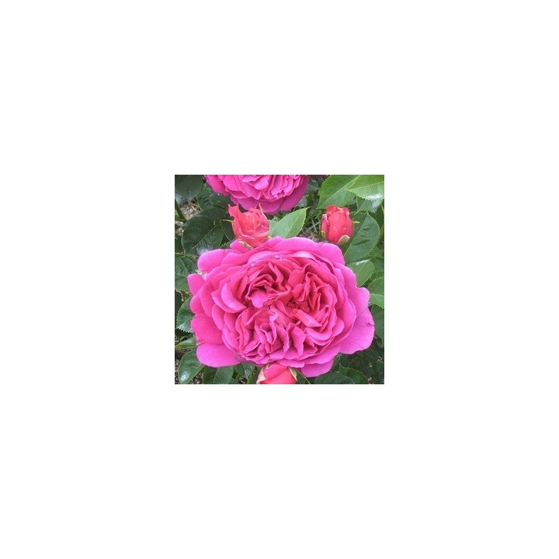 Rose Lady of Megginch / Engelsk Rose