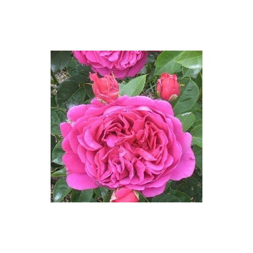 Rose Lady of Megginch / Engelsk Rose