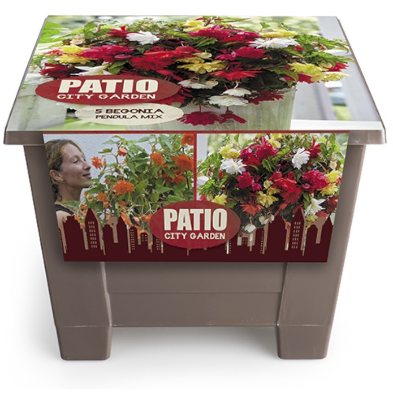 Patio City Garden Pot, Begonia Mix - 5 løg