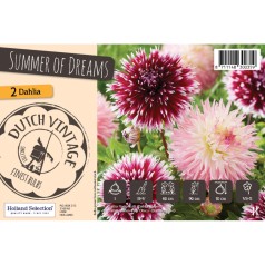 Dahlia Summer of Dreams - Dutch Vintage - 2 Løg