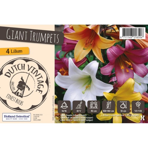 Lilje Giant Trumpets - Dutch Vintage - 4 løg