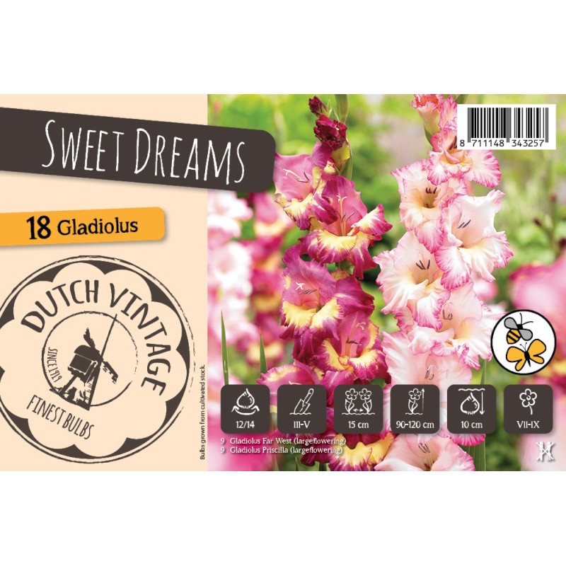 Gladiolus Sweet Dreams - Dutch Vintage - 18 Løg