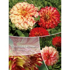 Dahlia Lady Darlene -...
