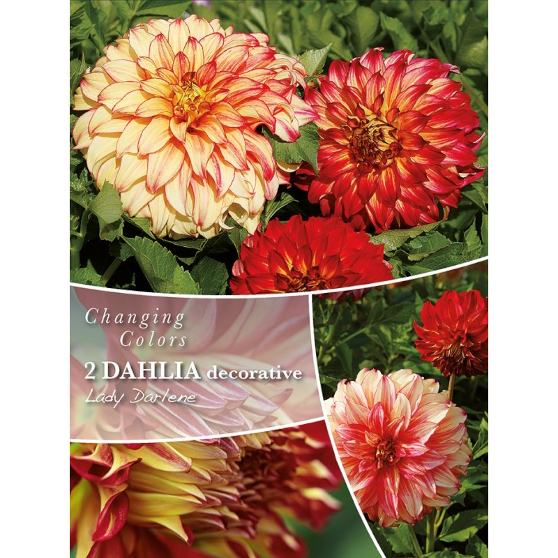 Dahlia Lady Darlene - Changing Colors - 2 rodknolde