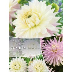 Dahlia Kiev - Changing Colors - 2 Løg