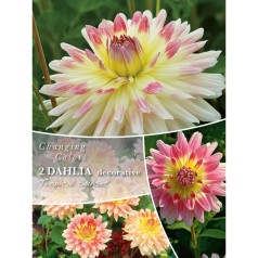 Dahlia Tropical Sunset -...