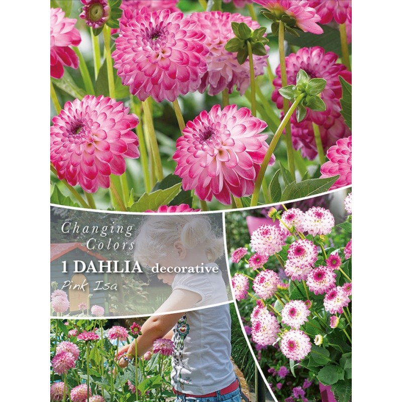 Dahlia Pink Isa - Changing Colors - 1 rodknold