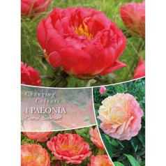 Silkepæon Coral Sunset -...