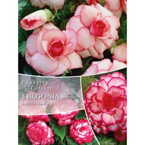 Begonia Picotee White/Red - Changing Colors - 4 knolde
