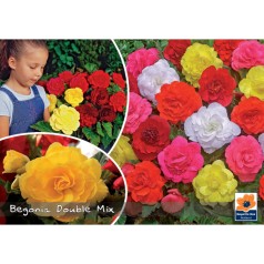 Begonia double mix - Landscape - 4 Løg