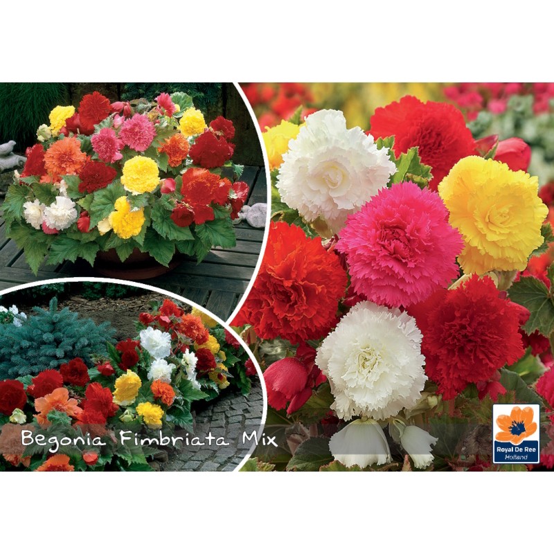 Begonia fimbriata mix - Landscape - 4 Løg